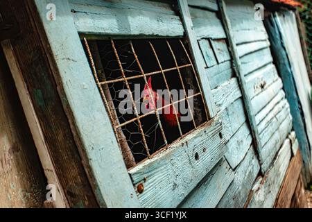 Il gallo rosso sbircia curiosamente da una finestra blu intemprata in un vecchio pomello, aggiungendo fascino a un ambiente rustico Foto Stock