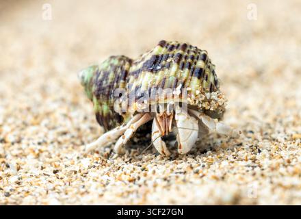 Il granchio eremita cammina su una spiaggia Foto Stock