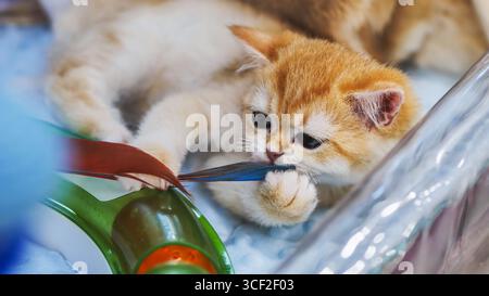Gattino Golden british shorthair che gioca con un giocattolo di piume Foto Stock