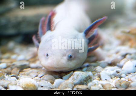 Primo piano di un axolotl leucistico poggiato sulla ghiaia sul fondo di un acquario, che mostra le sue uniche branchie piumate Foto Stock