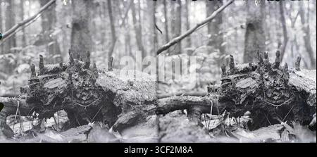 Questa fotografia stereoscopica del 1924 cattura le radici degli alberi dal suolo in un paesaggio surinamese, parte della collezione NMvWereldculturen. Foto Stock