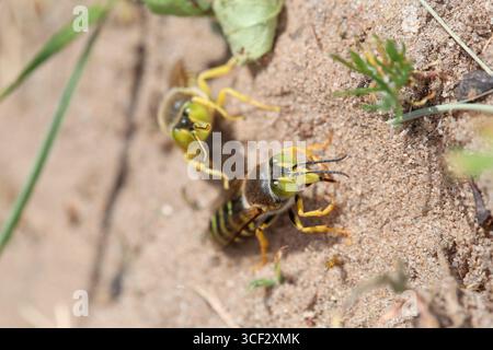 Femmina (anteriore) e maschio della vespa di sabbia (Bembix rostrata) Foto Stock