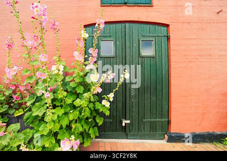 Colorati hollyhock che fioriscono da una porta verde rustica e da un muro di mattoni rossi a Ronne, Bornholm. Fiori estivi e fascino tradizionale danese in Scandinavia Foto Stock