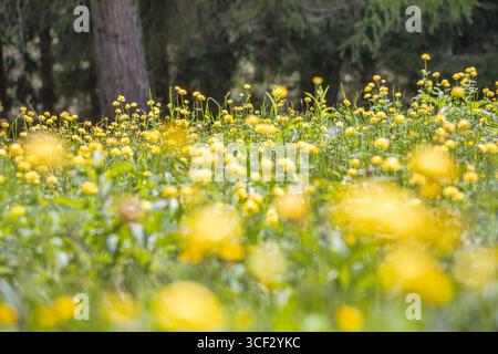 Prato alpino fiorito con Trollius europaeus (fiori di losanghe) ai margini di una foresta di conifere nel Comelico superiore, Dolomiti, provincia di Belluno, Veneto, Italia Foto Stock