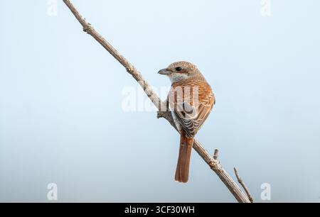 shrike giovanile con dorso rosso (Lanius collurio) Foto Stock