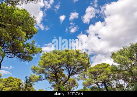 Una vista dall'angolo basso di lussureggianti tettoie di pini verdi contro un cielo blu vibrante con soffici nuvole bianche. Le corone di pini mediterranei in pietra Foto Stock