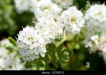 ESCALLONIA BLOSSUM APPLE Foto Stock
