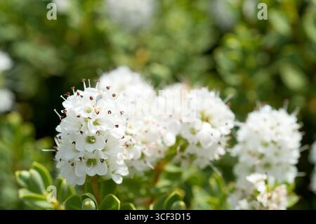 ESCALLONIA BLOSSUM APPLE Foto Stock