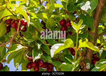 Foglie verdi brillanti circondano gruppi di ciliegie rosse mature sui rami degli alberi, che mostrano la lucentezza di un frutteto estivo pieno di frutta pronta per Foto Stock