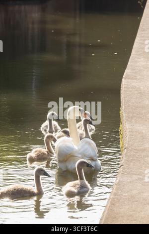 Inghilterra, Somerset, Bath, Kennet e Avon Canal, Swans e Cygnets Foto Stock