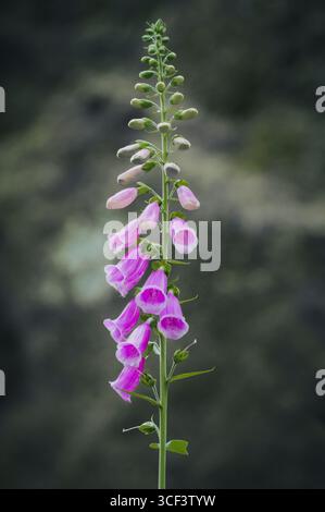 Primo piano di un foxglove (digitalis purpurea) Foto Stock