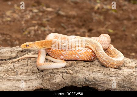 Un bellissimo serpente ratto irradiato (Coelognathus radiata), noto anche come serpente di ratto copperhead, o serpente trinket con testa di rame. Un colubrificante non velenoso Foto Stock