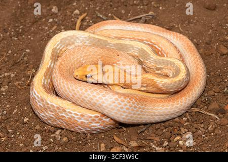 Un bellissimo serpente ratto irradiato (Coelognathus radiata), noto anche come serpente di ratto copperhead, o serpente trinket con testa di rame. Un colubrificante non velenoso Foto Stock