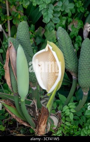 Fiore di Monstera. Una splendida fioritura monstera si distingue nel lussureggiante giardino, con le sue foglie verdi vibranti e la sua forma unica che aggiunge fascino tropicale al seren Foto Stock