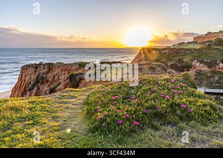 Scogliere sull'Oceano Atlantico, caldo tramonto in un paesaggio con fiori viola, Carpobrotus acinaciformis, scogliere rosse con formazioni mozzafiato sulla spiaggia di Praia da Falesia, Algarve, Portogallo Foto Stock