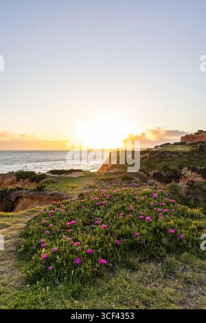 Scogliere sull'Oceano Atlantico, caldo tramonto in un paesaggio con fiori viola, Carpobrotus acinaciformis, scogliere rosse con formazioni mozzafiato sulla spiaggia di Praia da Falesia, Algarve, Portogallo Foto Stock