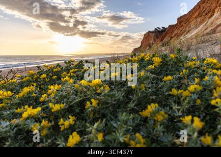 Scogliere sull'Oceano Atlantico, caldo tramonto in un paesaggio con fiori gialli, Marina Medicango, scogliere rosse con formazioni mozzafiato sulla spiaggia di Praia da Falesia, Algarve, Portogallo Foto Stock