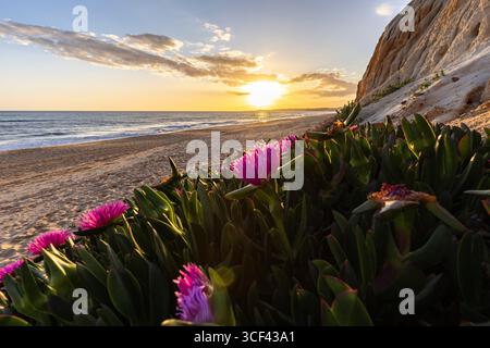 Scogliere sull'Oceano Atlantico, caldo tramonto in un paesaggio con fiori viola, Carpobrotus acinaciformis, scogliere rosse con formazioni mozzafiato sulla spiaggia di Praia da Falesia, Algarve, Portogallo Foto Stock
