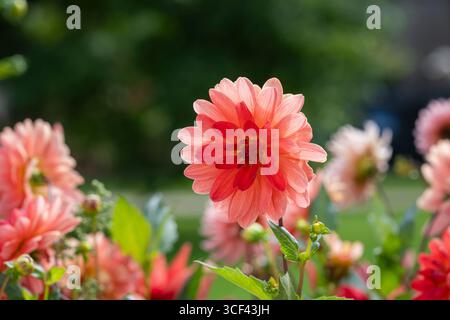 dahlia fiamma, Dahlia "Firepot". Primo piano di fiori di Dahlia 'Firepot' in un giardino in estate. Foto Stock