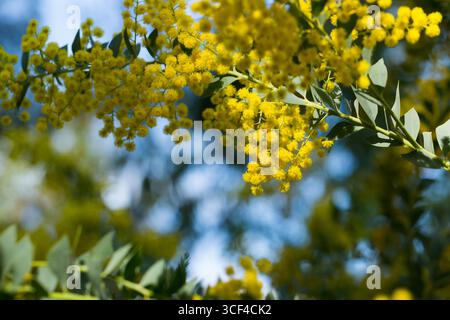 Fiori gialli della Australian acacia cultriformis Foto Stock