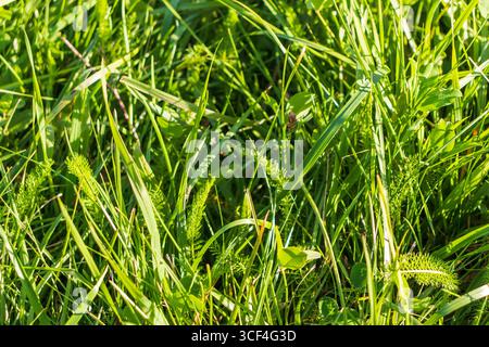 Primo piano dell'erba verde Foto Stock
