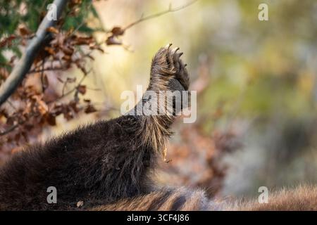 Zampa dell'Orso bruno eurasiatico (Ursus arctos arctos), dettaglio, Baviera, Germania, Europa Foto Stock