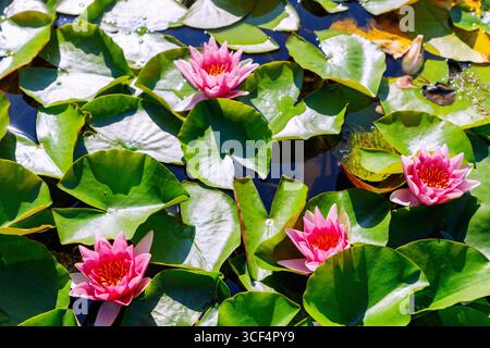 Ibrido di ninfee fiorite, Nymphea, William Falconer Foto Stock