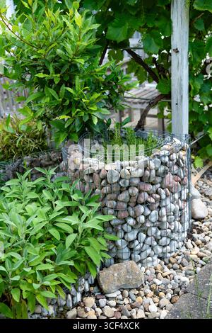 Erbe fresche da cucina in una spirale fatta di pietre e viti in giardino. Foto Stock