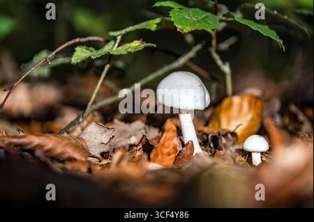 Angelo distruttivo europeo Foto Stock