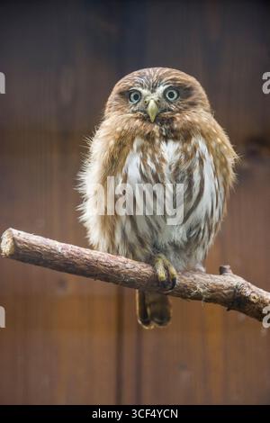 Gufo pigmeo (Glaucidium passerinum) in una voliera Foto Stock