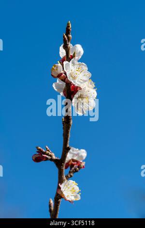 Fiore di albicocca (Prunus armeniaca), ramo su un albero di albicocca, fiore di albicocca Foto Stock
