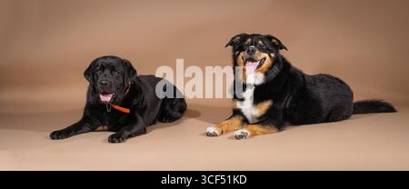 Labrador nero e cani da montagna bernesi che si stendono su uno sfondo beige Foto Stock