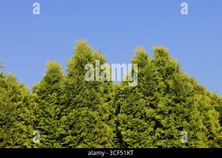 Thuja Hedge, schermo Evergreen e privacy Foto Stock