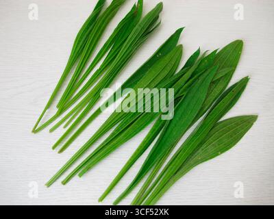 Foglie di piante di Ribwort, foglie fresche di piante di Ribwort per tè o insalata di erbe selvatiche Foto Stock