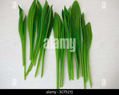 Foglie di piante di Ribwort, foglie fresche di piante di Ribwort per tè o insalata di erbe selvatiche Foto Stock