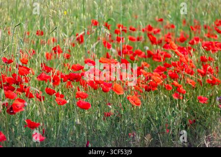 I vivaci papaveri rossi che sbocciano in un lussureggiante campo verde creano un'incredibile esposizione, infondendo il paesaggio naturale con colori ricchi e bellezza durante le calde stagioni della primavera e dell'estate Foto Stock