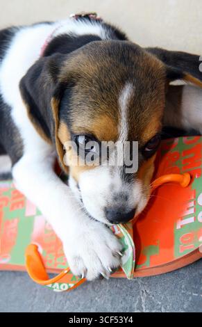 Grazioso cucciolo di Beagle che morde una ciabatta Foto Stock