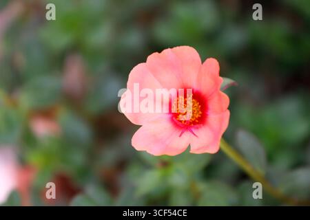 Primo piano di un fiore rosa di muschio che mostra i suoi vivaci petali, la delicata statura e la pistola, con un morbido sfondo focale di verde fogliame, creando un'atmosfera serena e naturale Foto Stock