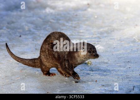 Otter (Lutra lutra) nella neve nel recinto degli animali nel Parco Nazionale della Foresta Bavarese in Baviera, Germania. Foto Stock