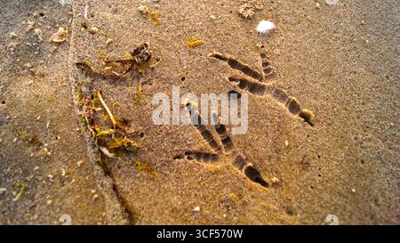 Primo piano delle impronte di gabbiano nella sabbia: Tracciati dettagliati di uccelli sulla spiaggia. Foto Stock