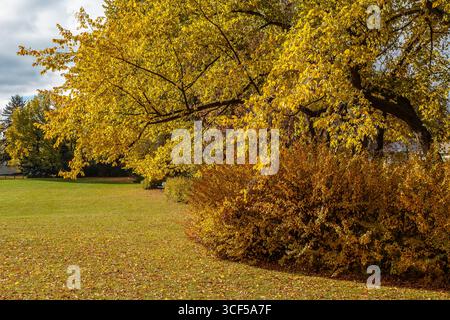 Wiggins Park si trova in zona Holliston di Saskatoon. Foto Stock