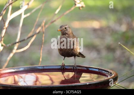 Femmina Common Blackbird (Turdus merula) che beve al bagno degli uccelli, Australia meridionale Foto Stock