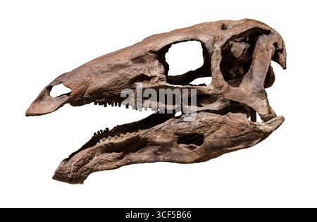 Cranio di Stegosaurus, formazione Morrison, Giurassico superiore (155–150 milioni di anni fa), Nord America occidentale Foto Stock