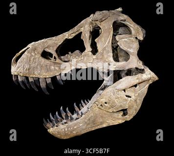 Cranio di Tyrannosaurus rex, formazione Hell Creek, Cretaceo superiore (68–66 milioni di anni fa), Nord America occidentale Foto Stock