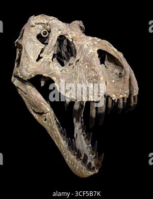 Cranio di Tyrannosaurus rex, formazione Hell Creek, Cretaceo superiore (68–66 milioni di anni fa), Nord America occidentale Foto Stock