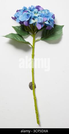 Singolo bouquet di ortensie blu sfondo isolato studio naturalistico con percorso di ritaglio Foto Stock
