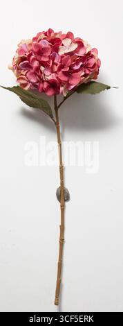 Un bouquet di ortensie rosse, sfondo naturale isolato con percorso di ritaglio Foto Stock
