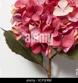Un bouquet di ortensie rosse, sfondo naturale isolato con percorso di ritaglio Foto Stock