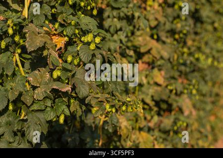Primo piano di coni di luppolo verde sulle viti di Humulus lupulus in un cantiere, luce del giorno in tarda estate, profondità di campo poco profonda, ingrediente per la produzione della birra e ba per l'agricoltura Foto Stock