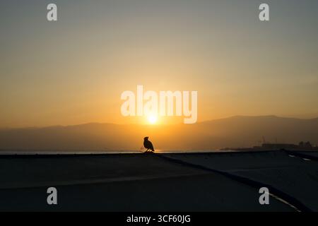 Sagoma di uccello all'alba del Mar Mediterraneo Beirut Libano Medio Oriente Foto Stock